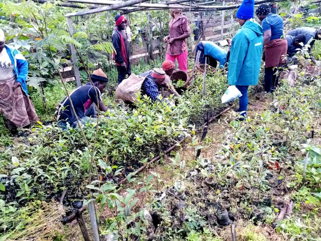 Forest Conservation through Sustainable Livelihood in Bamenda